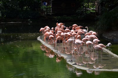 A flock of pink flamingos in the daytime
